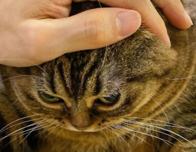 gatto