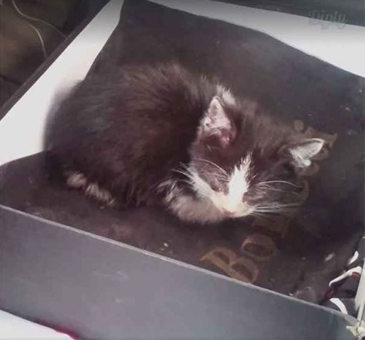 gatto abbandonato in una scatola occhi