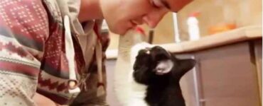 gatto abbandonato in una scatola naso