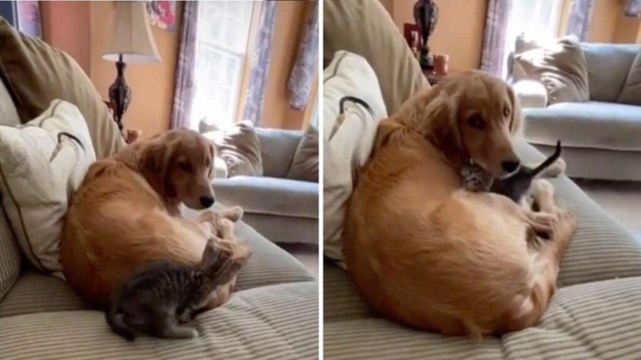 gatto adottato divano