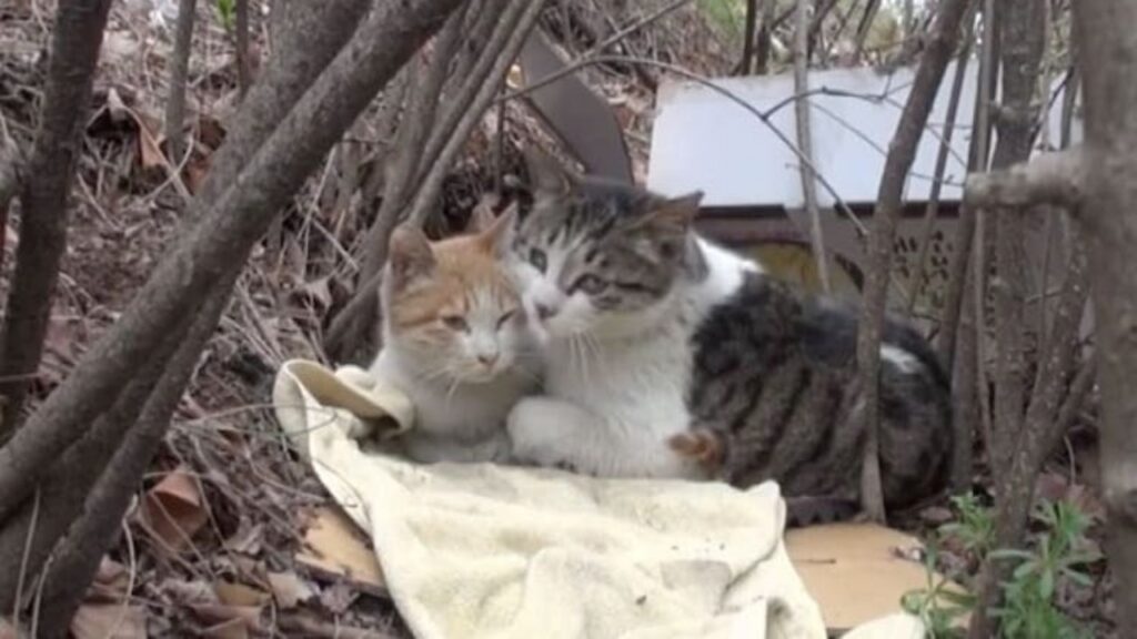 La storia di un gatto che si prende cura del suo amico invalido