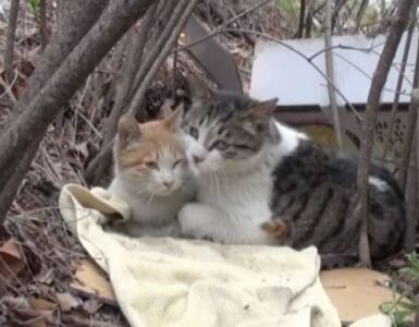La storia di un gatto che si prende cura del suo amico invalido