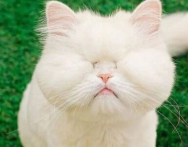 gatto cieco occhi