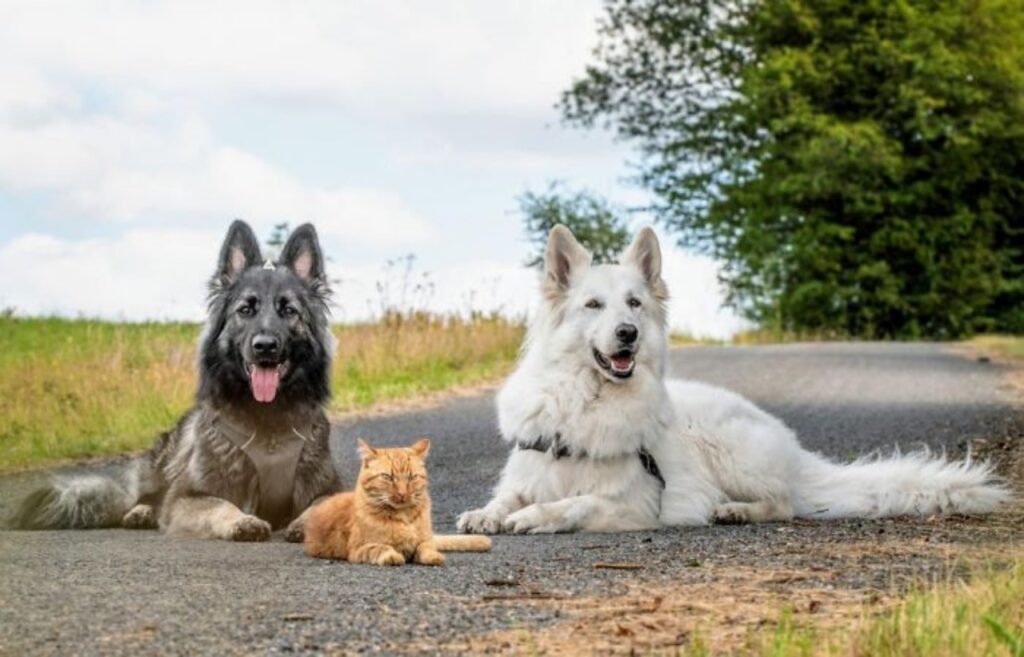 gatto cresciuto da due cani