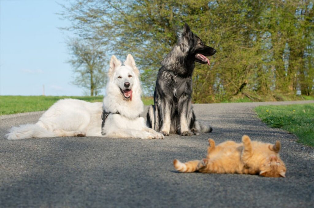 gatto cresciuto da due cani