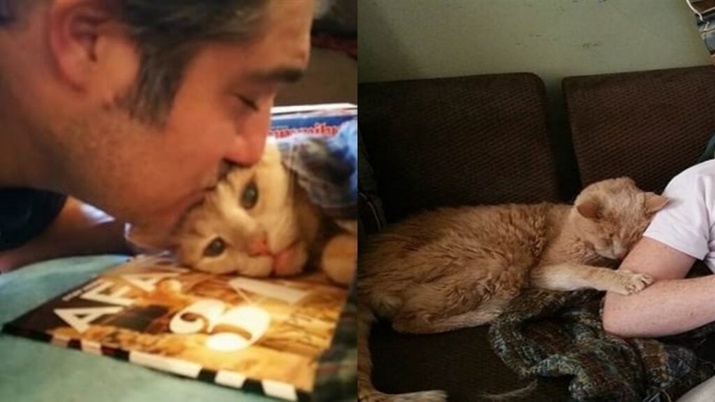 gatto di 22 anni viene adottato
