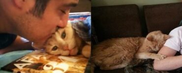 gatto di 22 anni viene adottato
