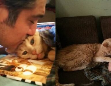 gatto di 22 anni viene adottato