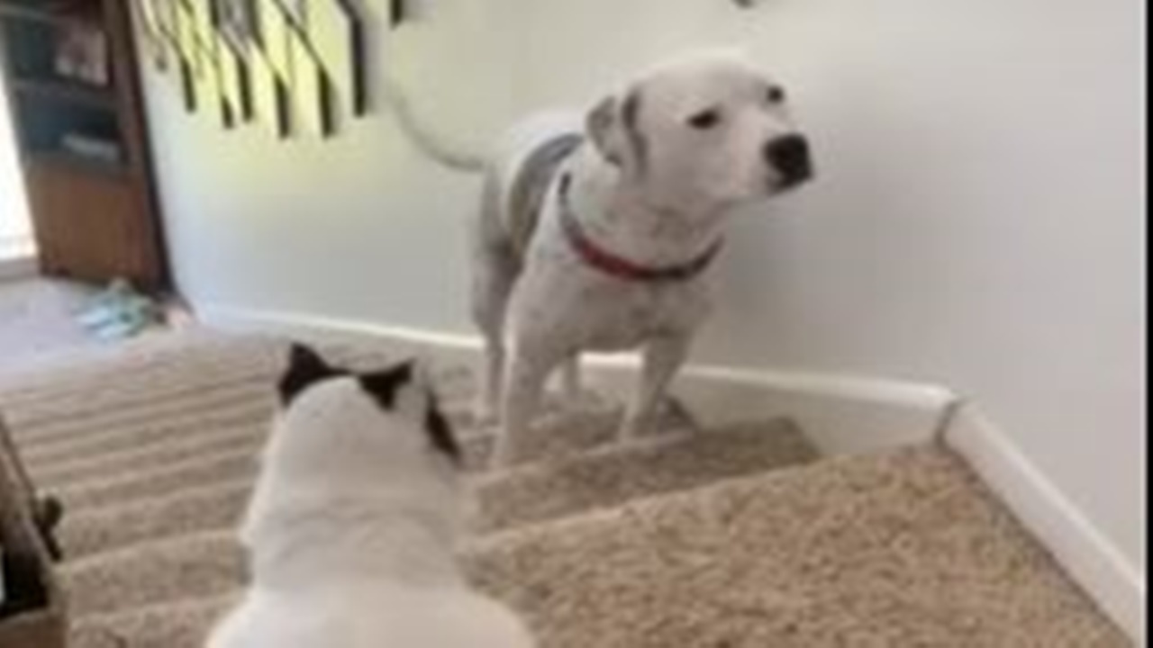 gatto dispettoso scale