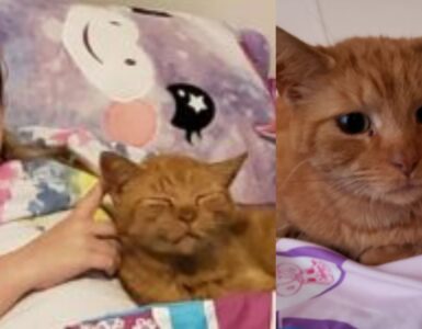 gatto nel letto