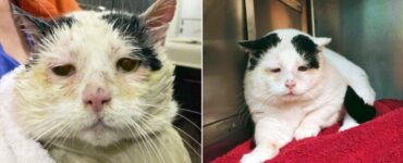gatto salvato dalla strada
