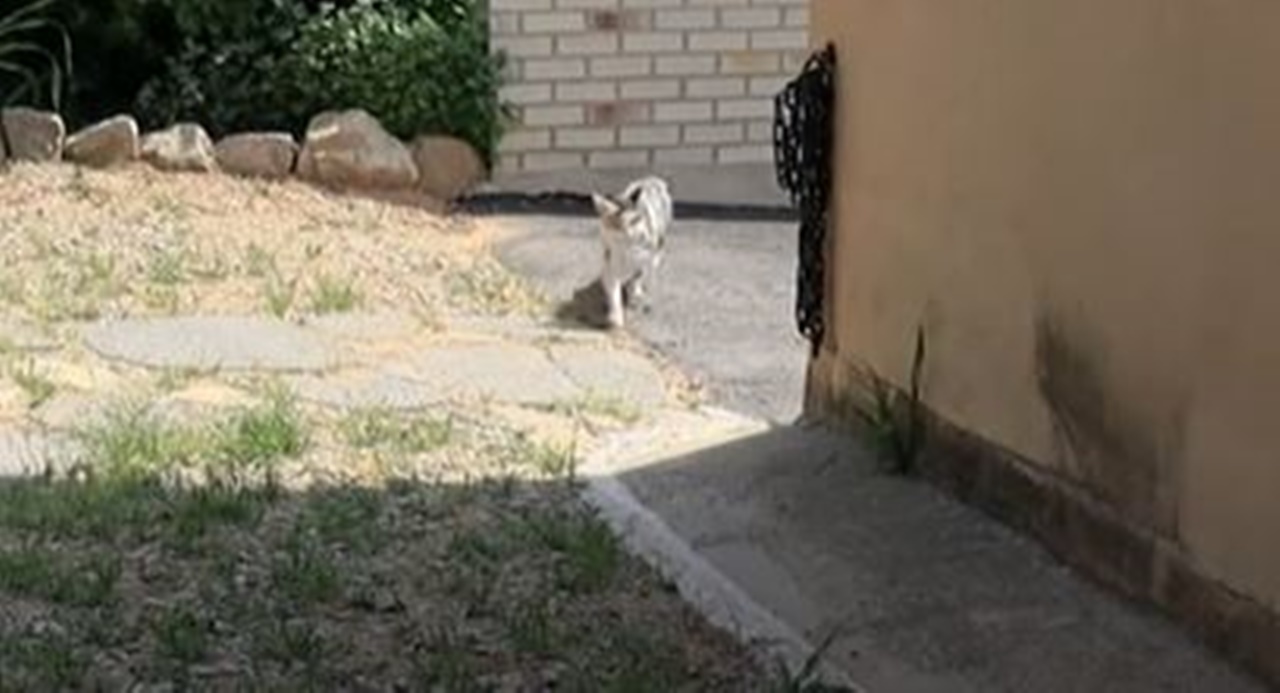 gatto porta giardino