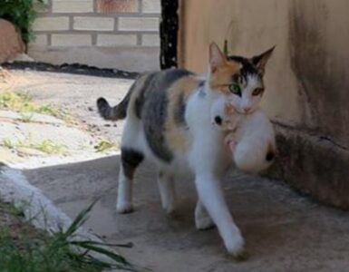 gatto porta micio