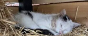 gatto nella cuccia