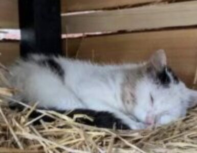 gatto nella cuccia