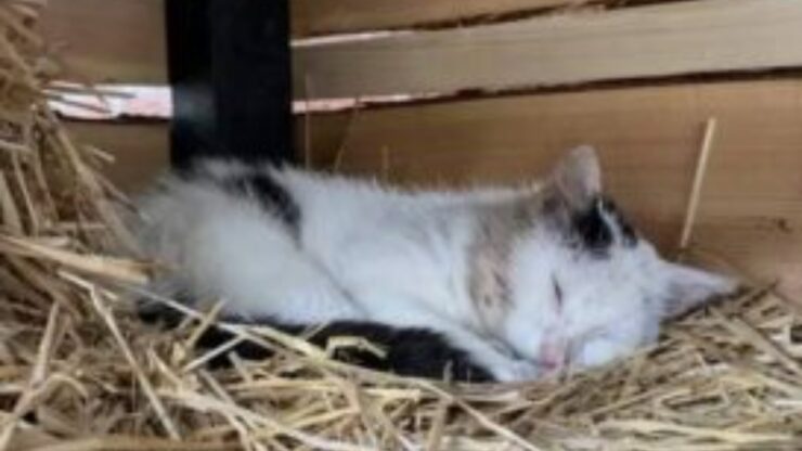 gatto nella cuccia