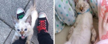 gatto sceglie amico
