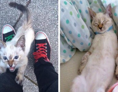 gatto sceglie amico