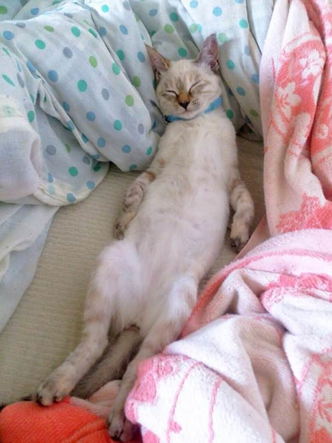 gatto sceglie coperta