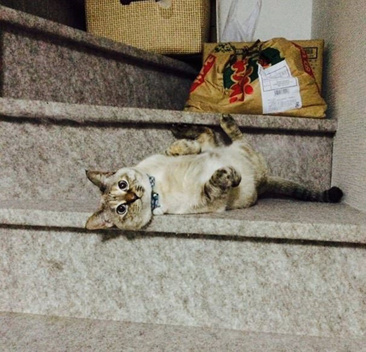 gatto sceglie scale