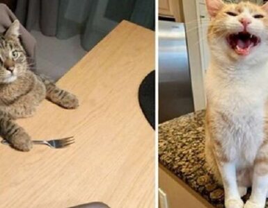 gatti simpatici mangioni