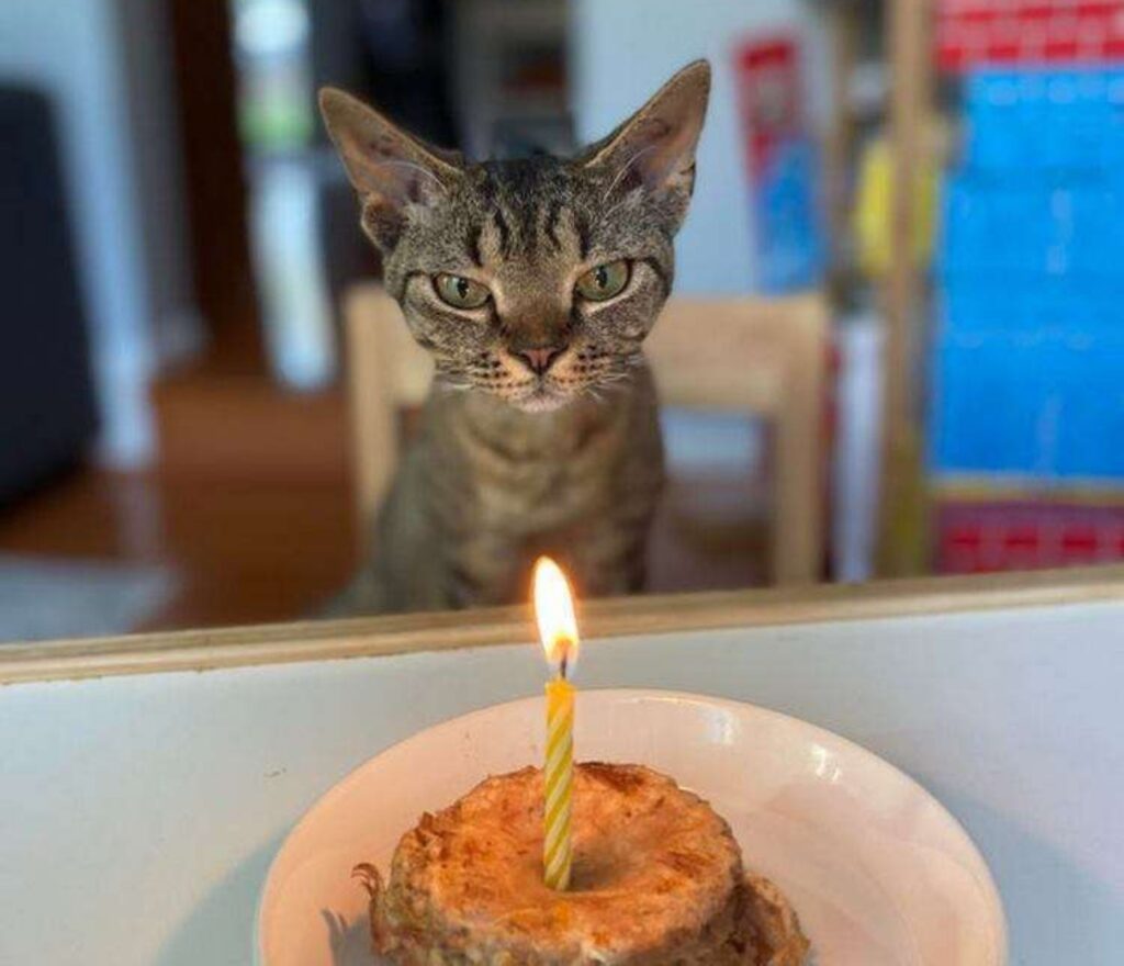 Gatto e la sua torta di compleanno