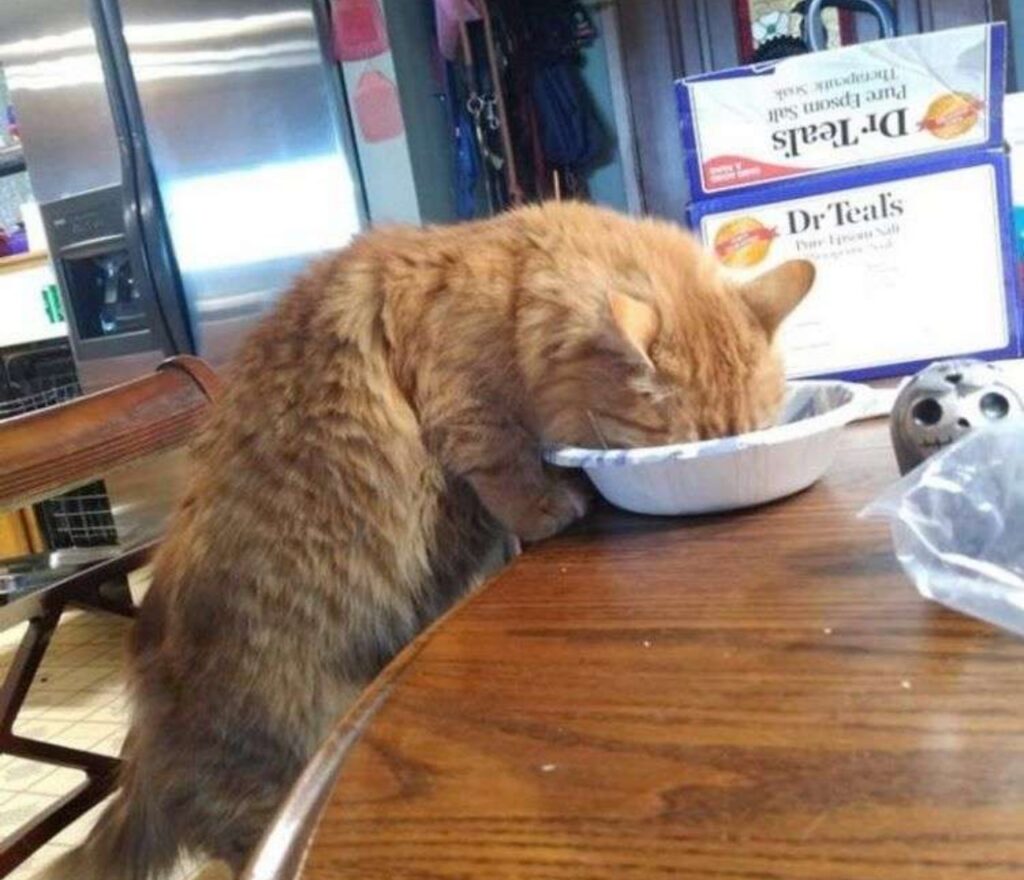 gatto con faccia nel piatto