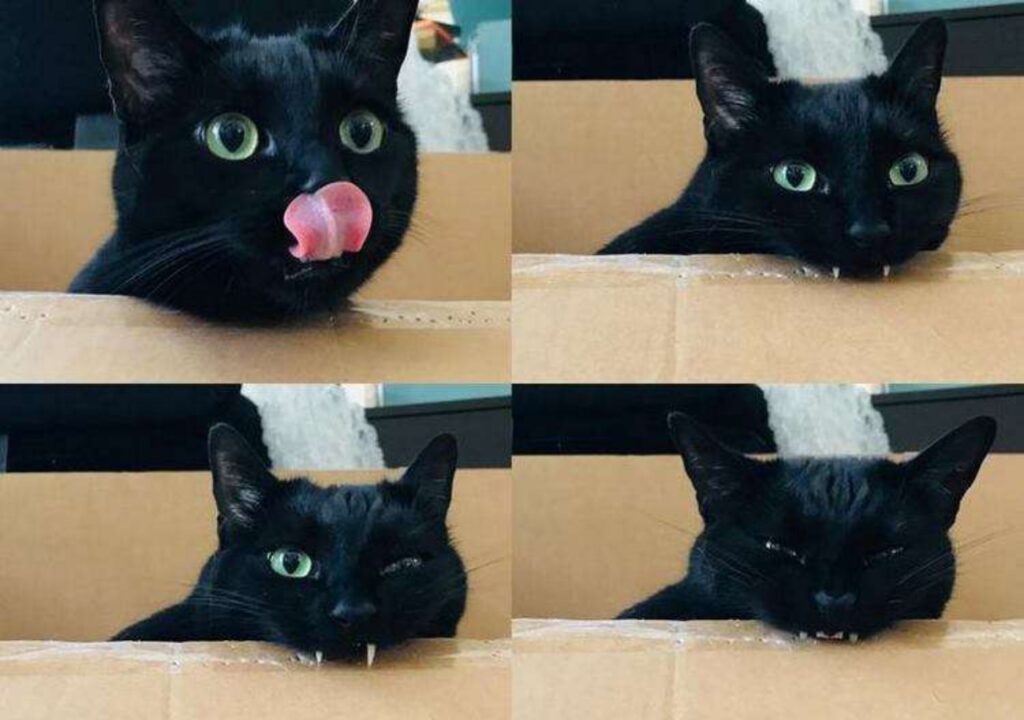 gatto nero che fa la linguaccia