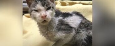 gatto sottopeso paura