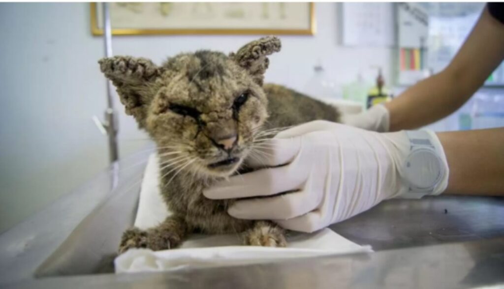 Il gatto e la sua nuova vita