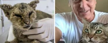 Il gatto e la sua nuova vita