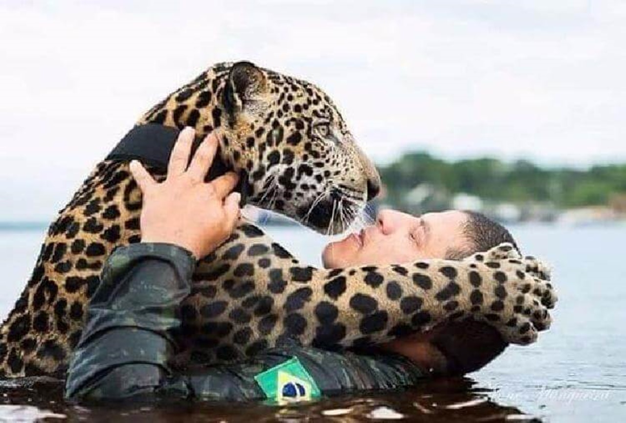 giaguaro salvato soldato