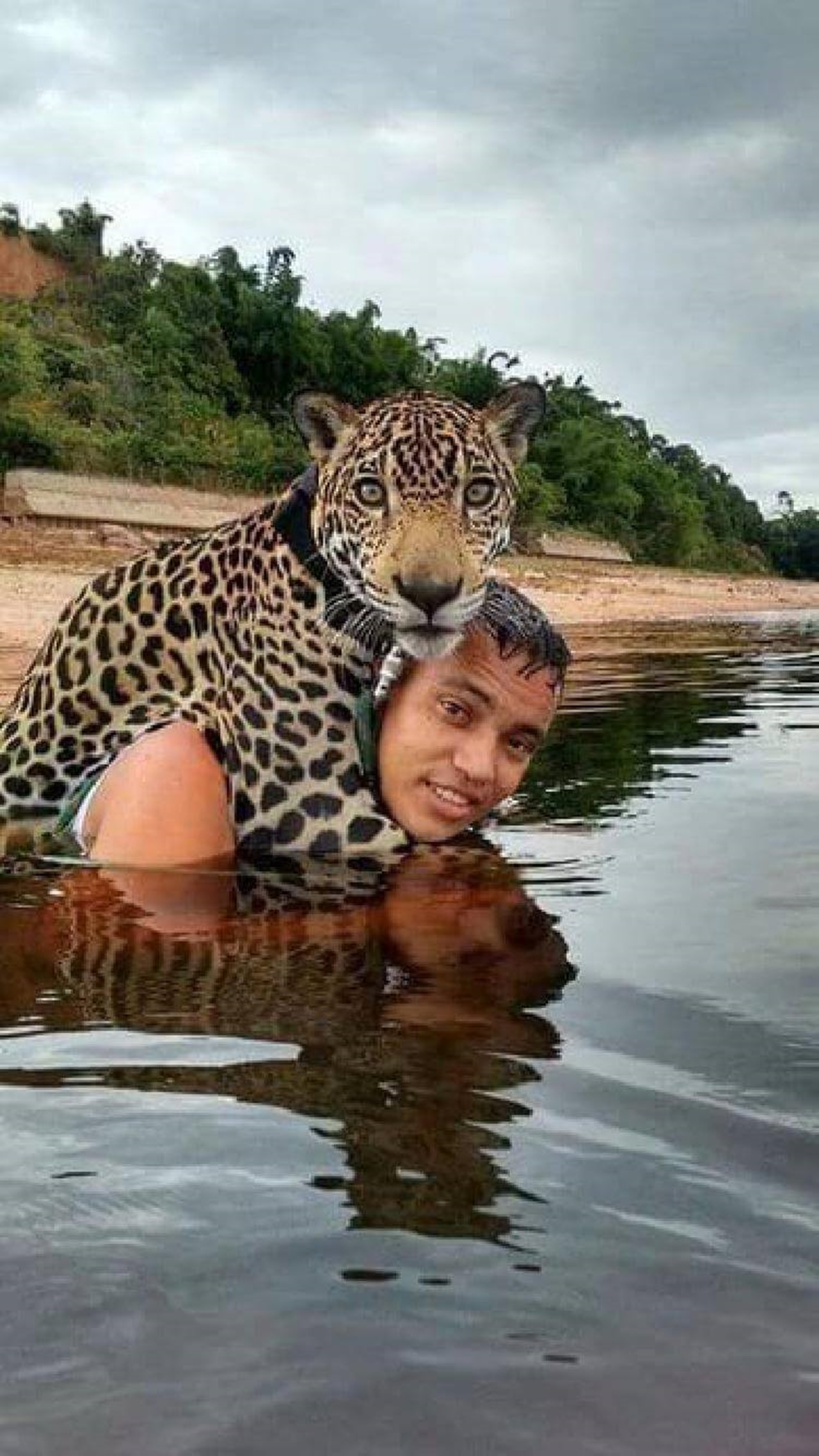 giaguaro salvato gioco