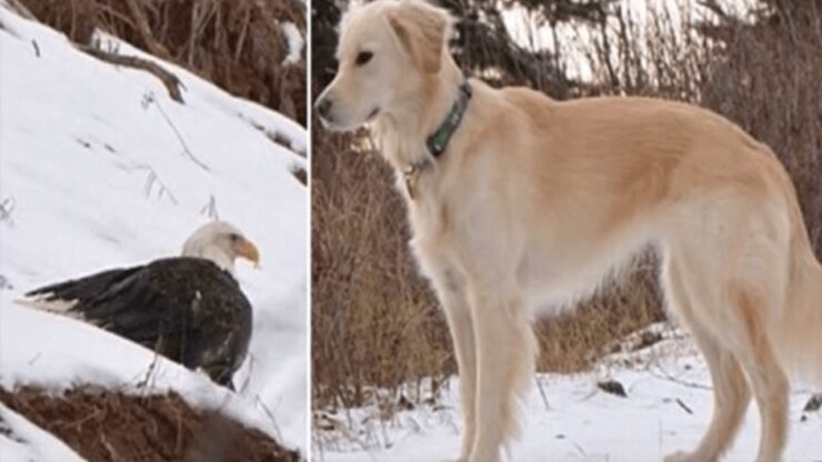 giovane aquila salvata da un Golden Retriever