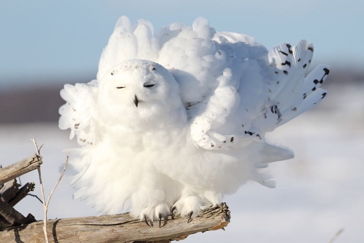 gufo delle nevi neve