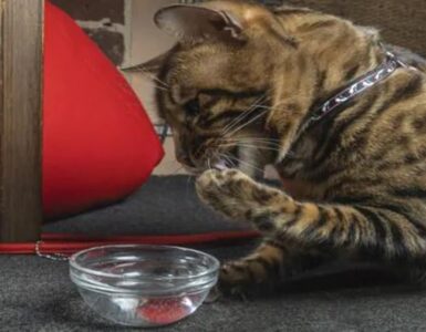 il gatto beve ciotola