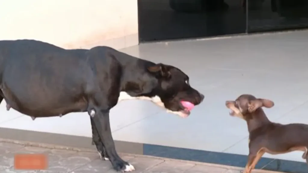 kiara e thor, pincher mette incinta un pitbull