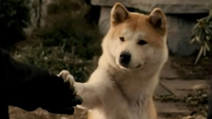 la storia di Hachiko, il cane più fedele del mondo