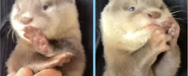 La lontra che assomiglia ad un bambino