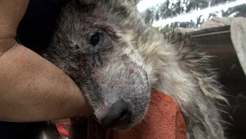 lupo randagio scambiato per un cane dai soccorritori