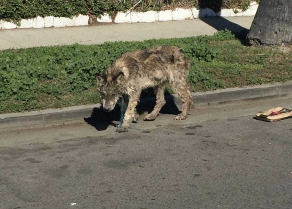 lupo randagio scambiato per un cane dai soccorritori