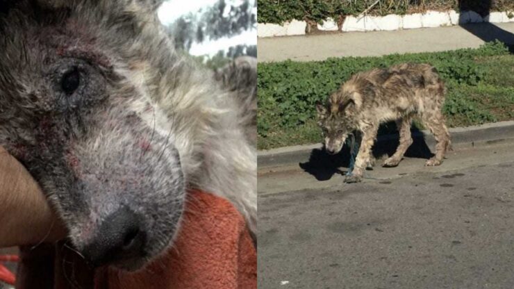 lupo randagio scambiato per un cane dai soccorritori