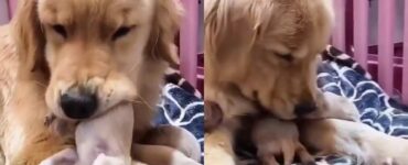 mamma Golden con i suoi cuccioli