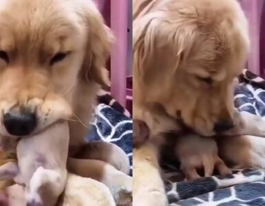 mamma Golden con i suoi cuccioli