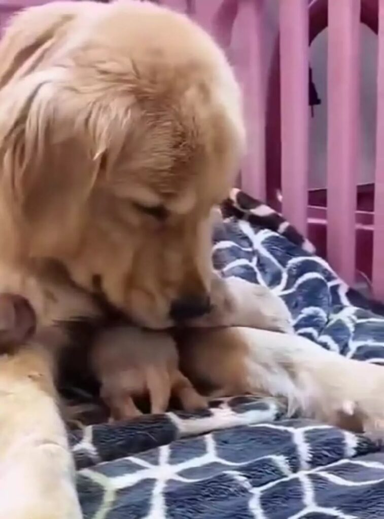 mamma Golden con i suoi cuccioli