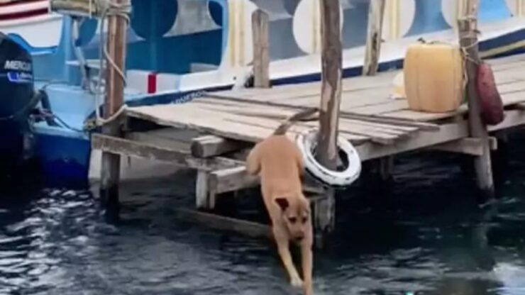 Erika si getta in mare per rincorrere il suo amico Federico