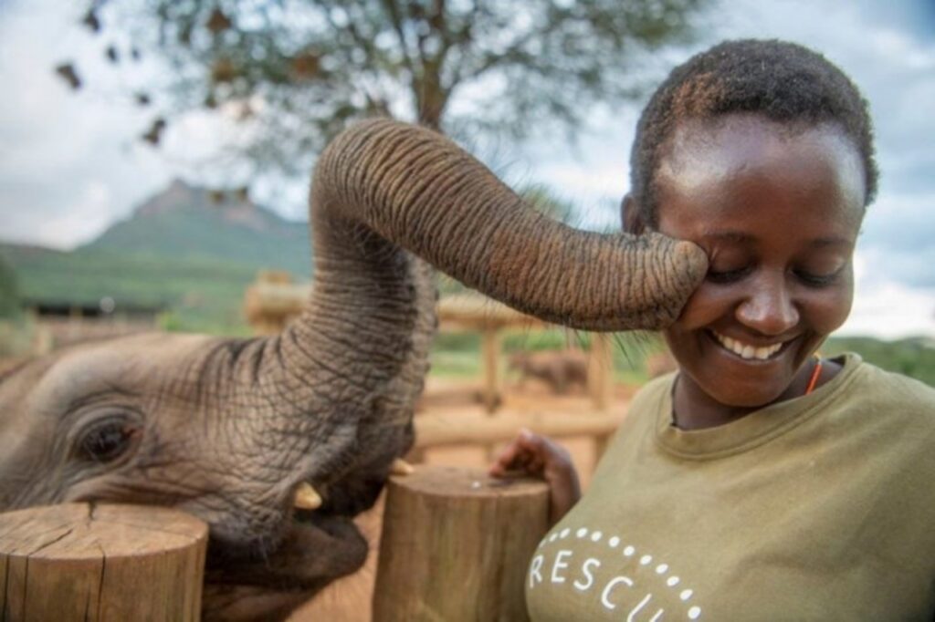 elefante tocca donna con la proboscide