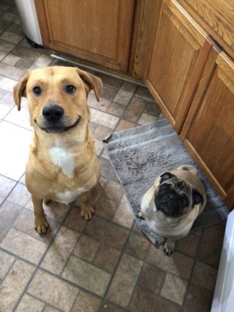 due cani felici