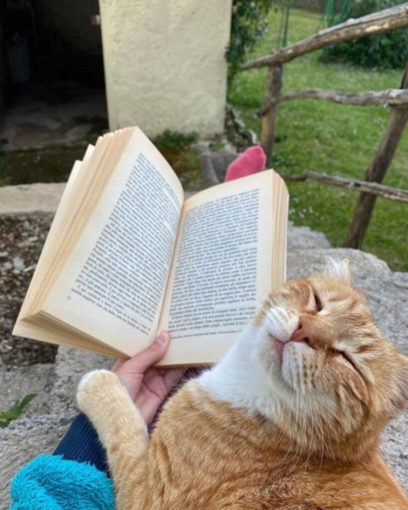 gatto felice legge un libro