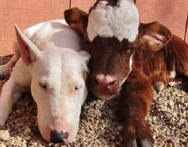 mucca salvata cane